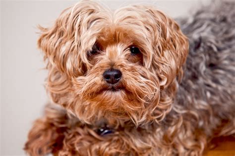 Yorkie Poo Dog Breed Information And Characteristics Daily Paws