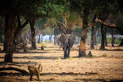 Best Elephant Safaris In Africa Top Countries And Parks For Ellie Spotting