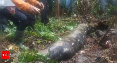 Indonesia Python Eats Woman Indonesian Woman Swallowed Alive By Giant