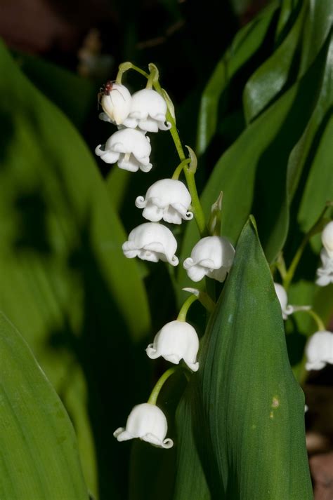 White Bell Shaped Flowers Name Flowerszf