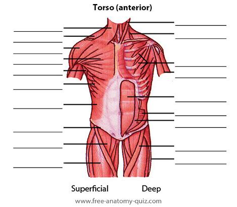 Muscle that adducts, internally rotates and flexes the arm is called: Free Anatomy Quiz - The Muscles of the Torso (anterior) Image