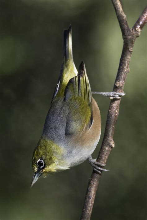 Silvereye Tauhou New Zealand Birds Online