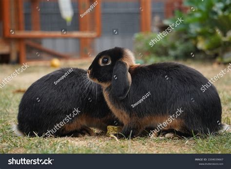 Two Tan Dwarf Lop Bunnies Oryctolagus Stock Photo 2204039667 Shutterstock