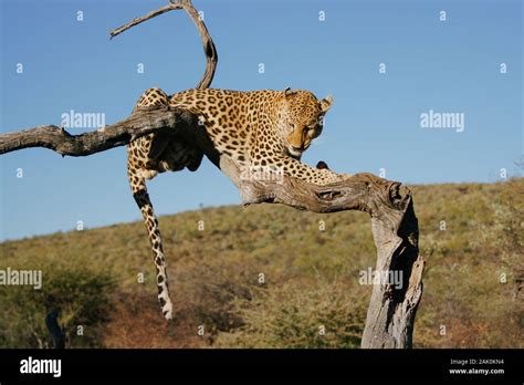 Leopard Hanging On Tree Branch Stock Photo Alamy