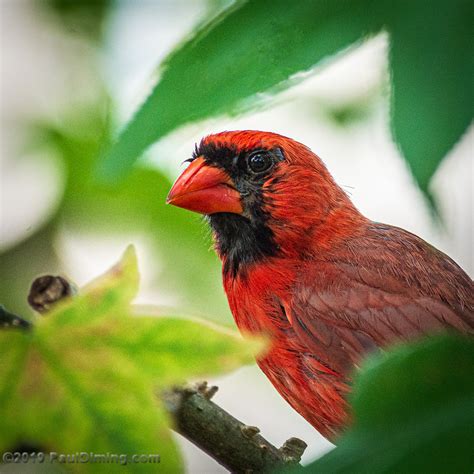 Male Northern Cardinal Midlothian Va All Images © 2019 Flickr