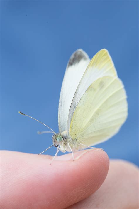 Every Time The Small Cabbage White Butterfly Flaps Its Wings It Has Us