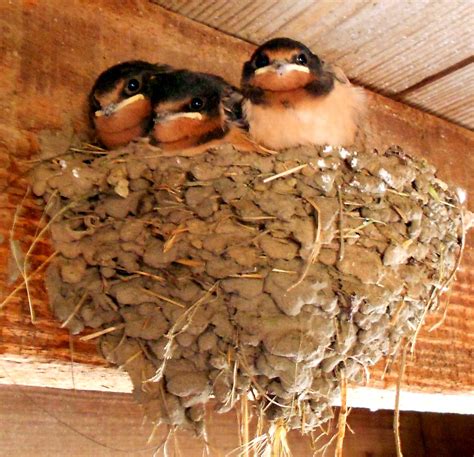 This Barn Swallow Nest Was In My Barnso Cute Bird Pictures Barn Swallow Pretty Birds