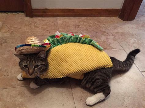 Taco Cat Rfunny