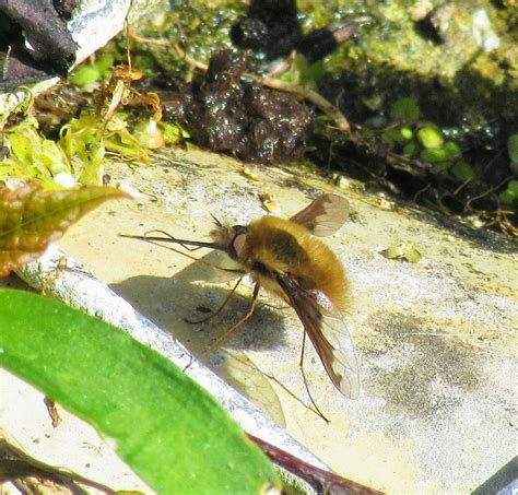 On a sunny day in march or april, you may see what looks like a furry ginger bee hovering almost motionless over a flower or a patch of bare soil. Bug Mad Girl: The birds and the bee-flies