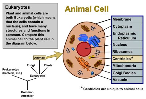 What Are The Differences Between Animal And Plant Cells Owlcation