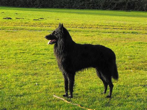 Belgian Shepherd Groenendael Dogs Breeds Pets