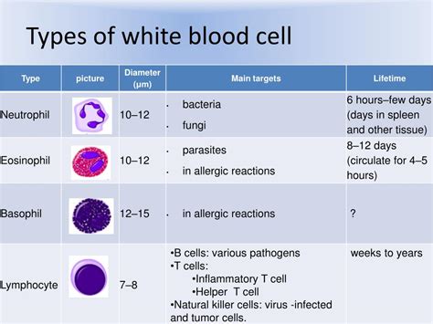 0 Result Images Of 5 Types Of White Blood Cells And Their Functions