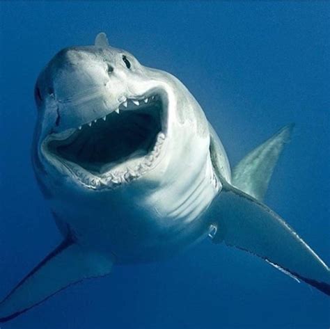 Pin By Marla Andez On Animal Planet Shark White Sharks Great White