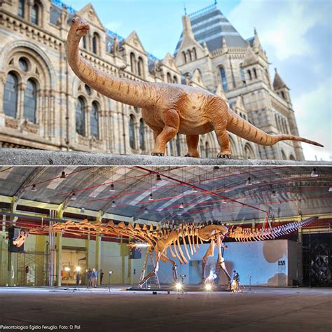 Titanosaur The Worlds Largest Known Dinosaur Goes On Display At