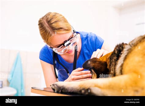 Veterinarian Examining German Shepherd Dog With Sore Eye Stock Photo