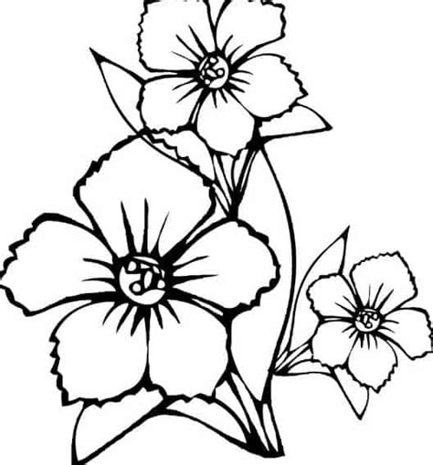 Kumpulan gambar mewarnai bunga, dengan desain unik dan resolusi yang apik ketika dicetak (printable). Gambar Bunga Sepatu Yang Mudah Digambar 39 Gambar Sketsa ...