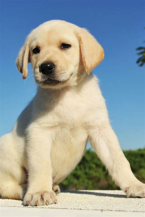 Maybe you would like to learn more about one of these? Labrador Beagle Mix Welpen