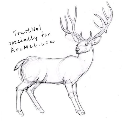 An introduction to the skeletons of humans and other animals. How to draw a deer step 4 | Drawings, Deer, Portrait drawing
