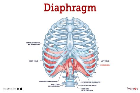 Respiratory System Diaphragm Function