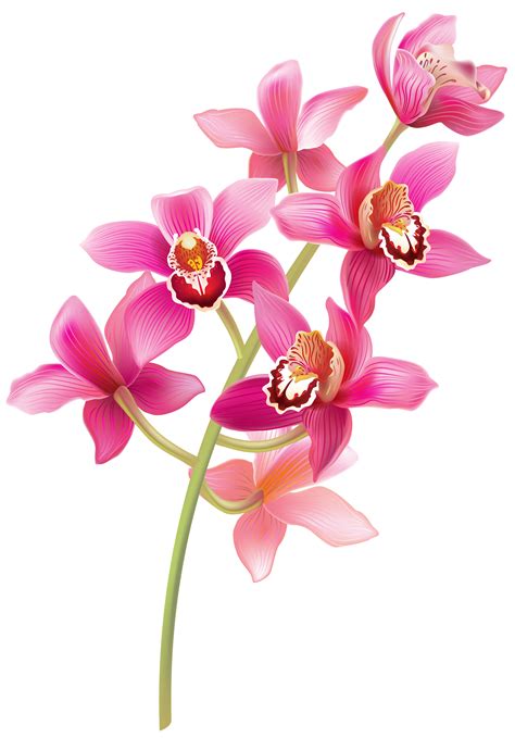 Stem Pink Orchids Png Clipart Orchid Drawing Orchid Flower Orchids