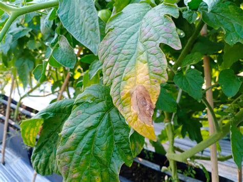 The 7 Most Common Tomato Plant Diseases Minneopa Orchards