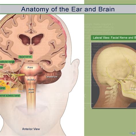 Anatomy Of The Ear And Brain Trialexhibits Inc