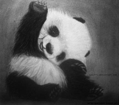 Cute Panda Drawings In Pencil Amazing Wallpapers