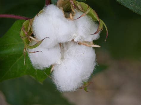 Why Choose Organic Cotton?