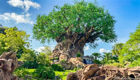 Heres What The Wait Times Are Like On Reopening Day At Animal Kingdom