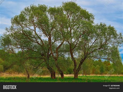 Big Fluffy Green Trees Image And Photo Free Trial Bigstock