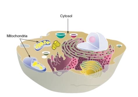 Are chloroplasts found in most plant cells? Powering the Cell: Cellular Respiration and Glycolysis ‹ OpenCurriculum