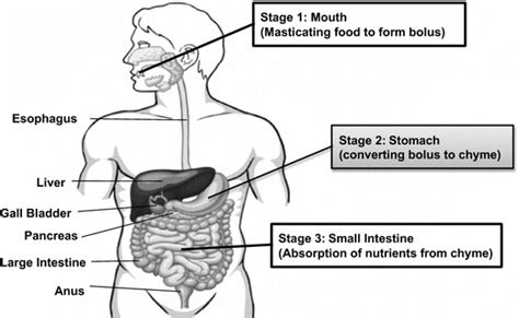 Human Digestive Tract And Stages Of Food Digestion Download