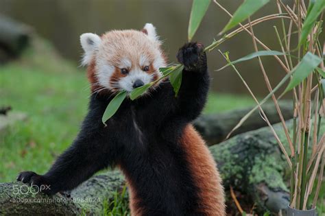 Photos Of Red Pandas Slacking Off That Are Really Cute 500px