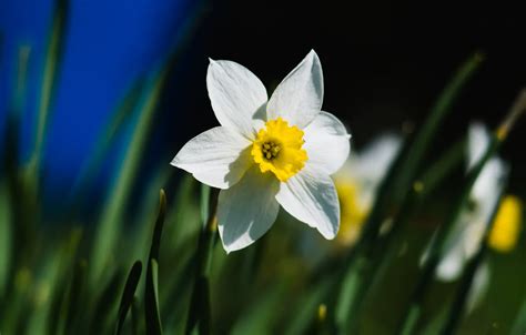 Wallpaper Flower Spring Narcissus Images For Desktop Section природа
