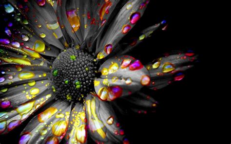 Black and Color Wallpaper (61+ images)