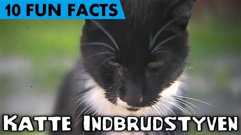 10 Fun Facts Om Katte Indbrudstyven Youtube