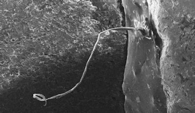 Rent metal detector in madison, wi. Phantoms and Monsters: Pulse of the Paranormal