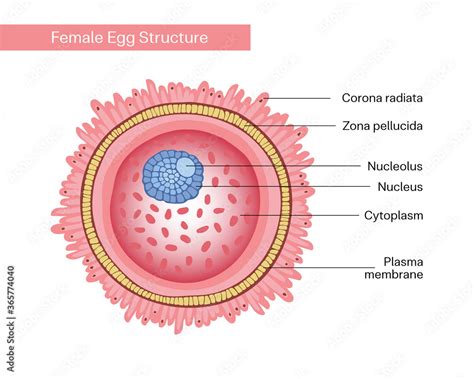 Female Egg Cell With Cytoplasm Nucleus Plasma Membrane Ovum