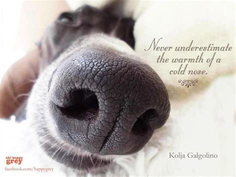 Nose famous quotes & sayings: Nose shot. | Animal noses, Dog quotes, Dog love