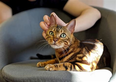 Are Bengal Cats Good With Dogs