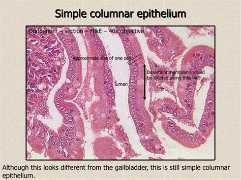 Ppt Histology Review Epithelia Powerpoint Presentation Free Download