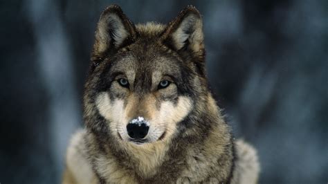 Gray Wolf The National Animal Of Turkey