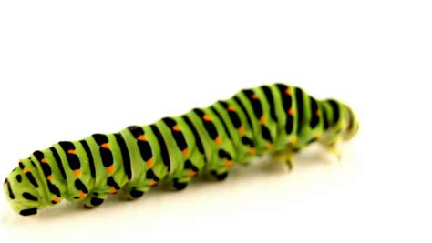 Green Caterpillar Worms Butterfly Crawling On White Background Stock