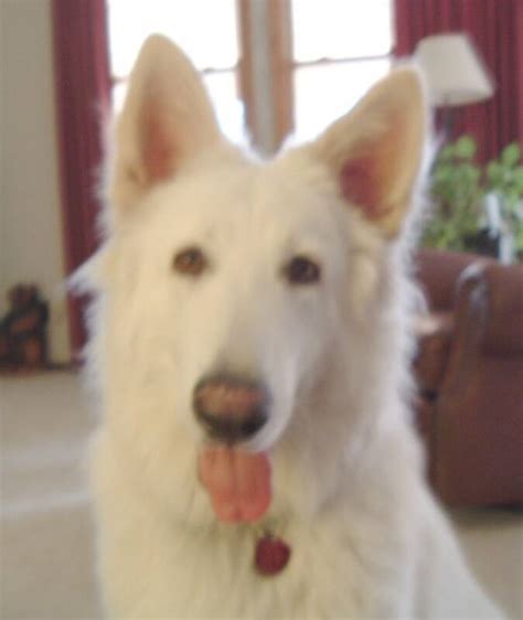 Large White German Shepherds