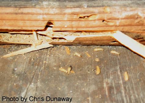 2530 north eldon avenue springfield, mo 65803. Drywood Termites In Attic - Termites Info
