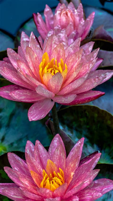 1920x1080px 1080p Free Download Water Lily Water Lily Flower Pink