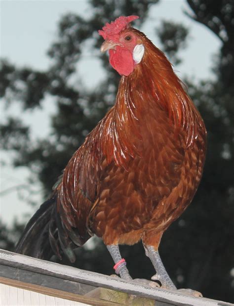 See more ideas about mcmurray hatchery, poultry breeds, mcmurray. Murray McMurray Hatchery - Photo Gallery Detail
