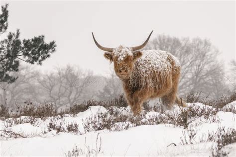 Highland Cow Cattle Bos Taurus Covered Snow Stock Photos Free