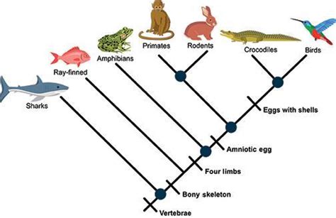 Will Give Brainliest According To The Cladogram Shown Which Two