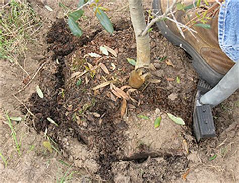 And we can't forget the three 'illers! Planting - Landscape plants - Edward F. Gilman - UF/IFAS